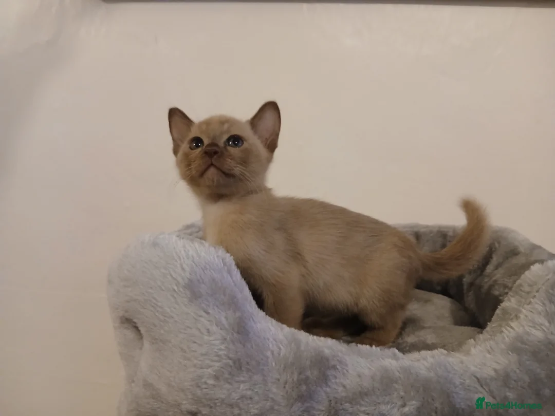 Burmese cats for sale: Chocolate Burmese Boy. GCCF Registered - Advert 2