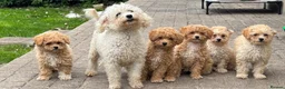 Poochon dogs for sale:  BEAUTIFUL F1 POOCHON PUPPIES  - Advert 3