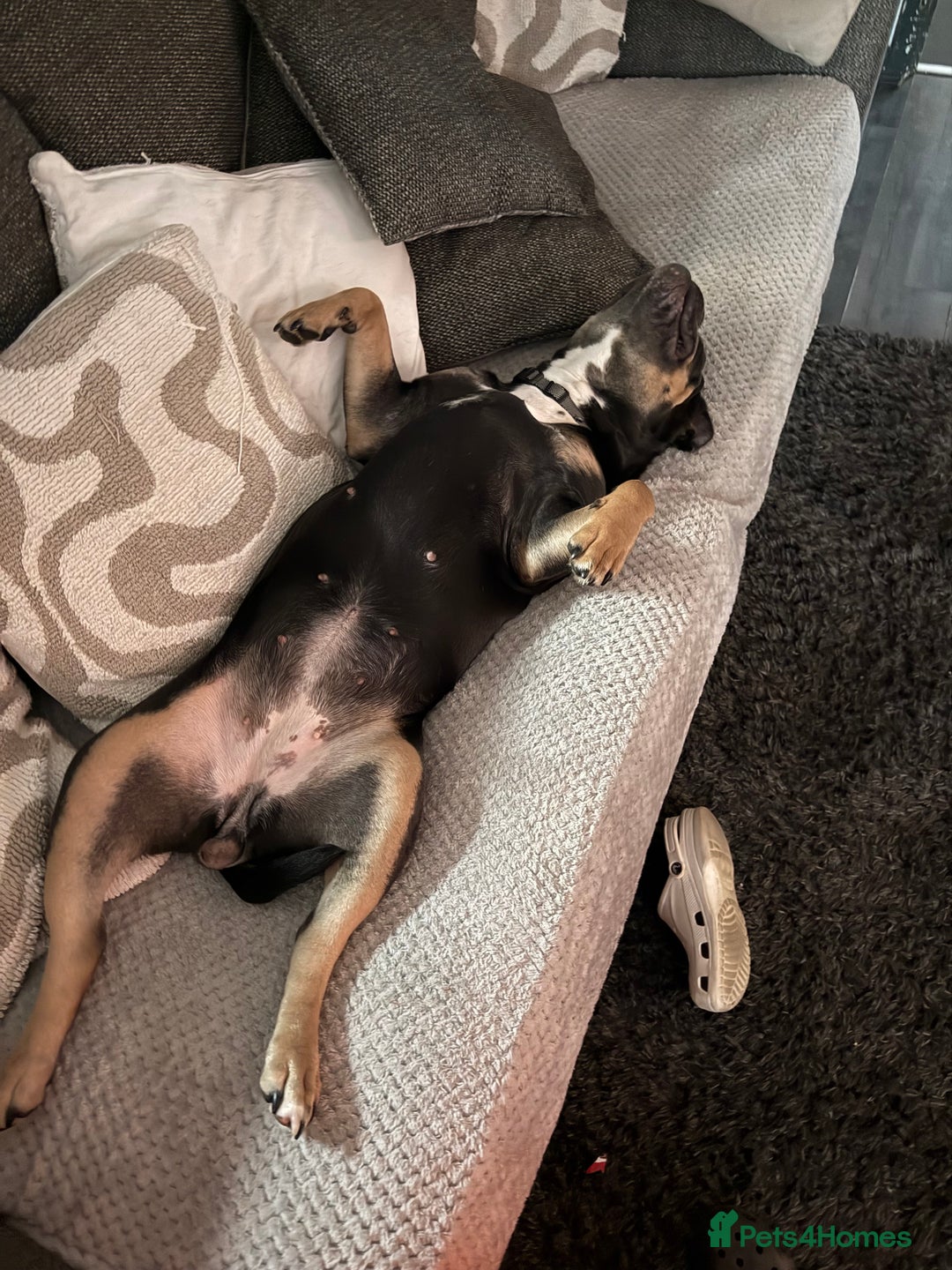 Olde English Bulldogge dogs for sale: Dolly - Advert 10