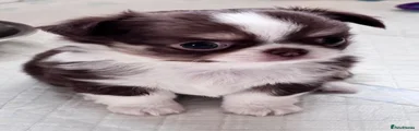 Chihuahua 4
