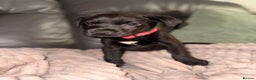 Labrador Retriever dogs for sale: Labrador X Boxerdore puppies  - Advert 1