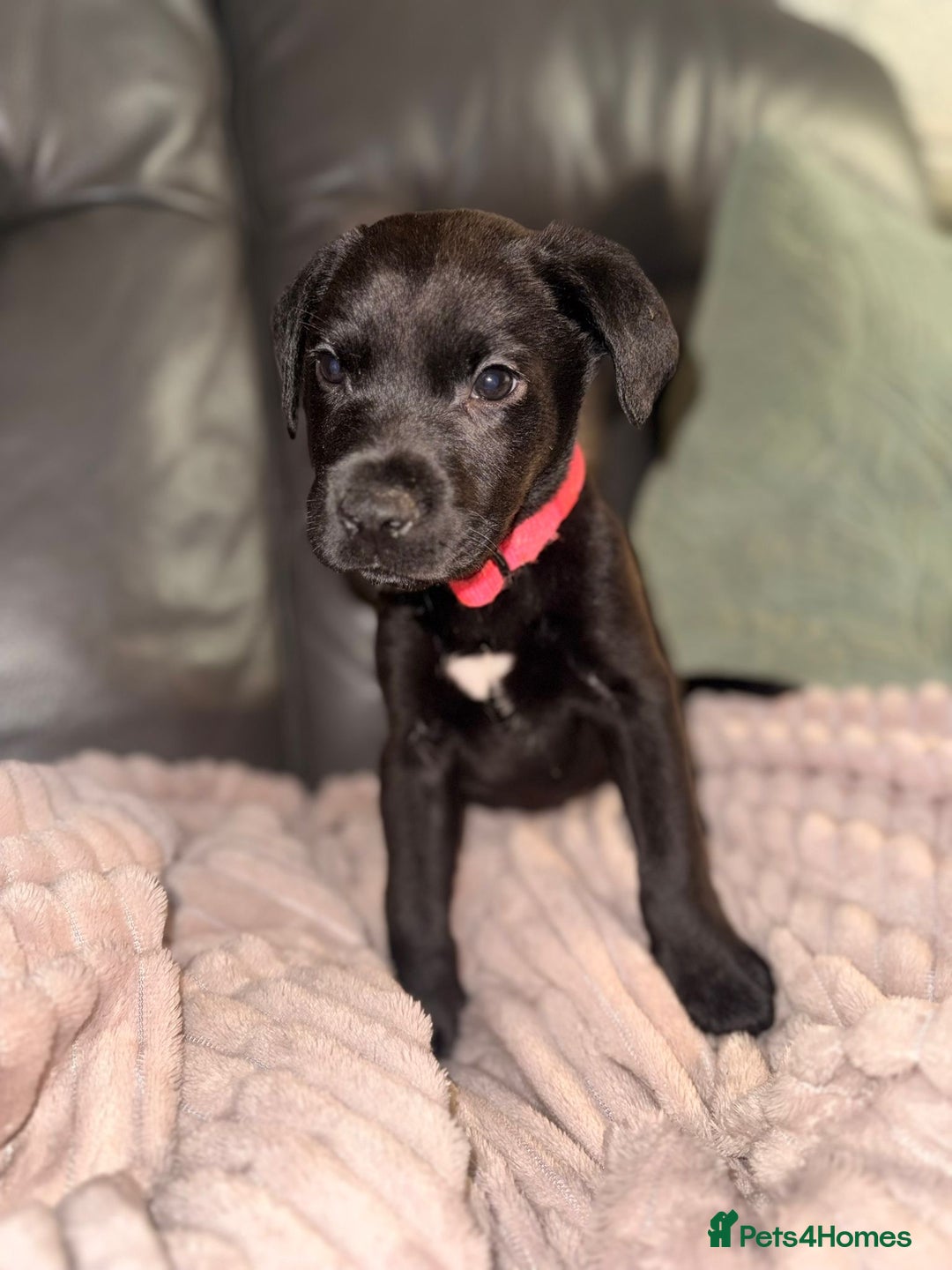 Labrador Retriever dogs for sale: Labrador X Boxerdore puppies  - Advert 1