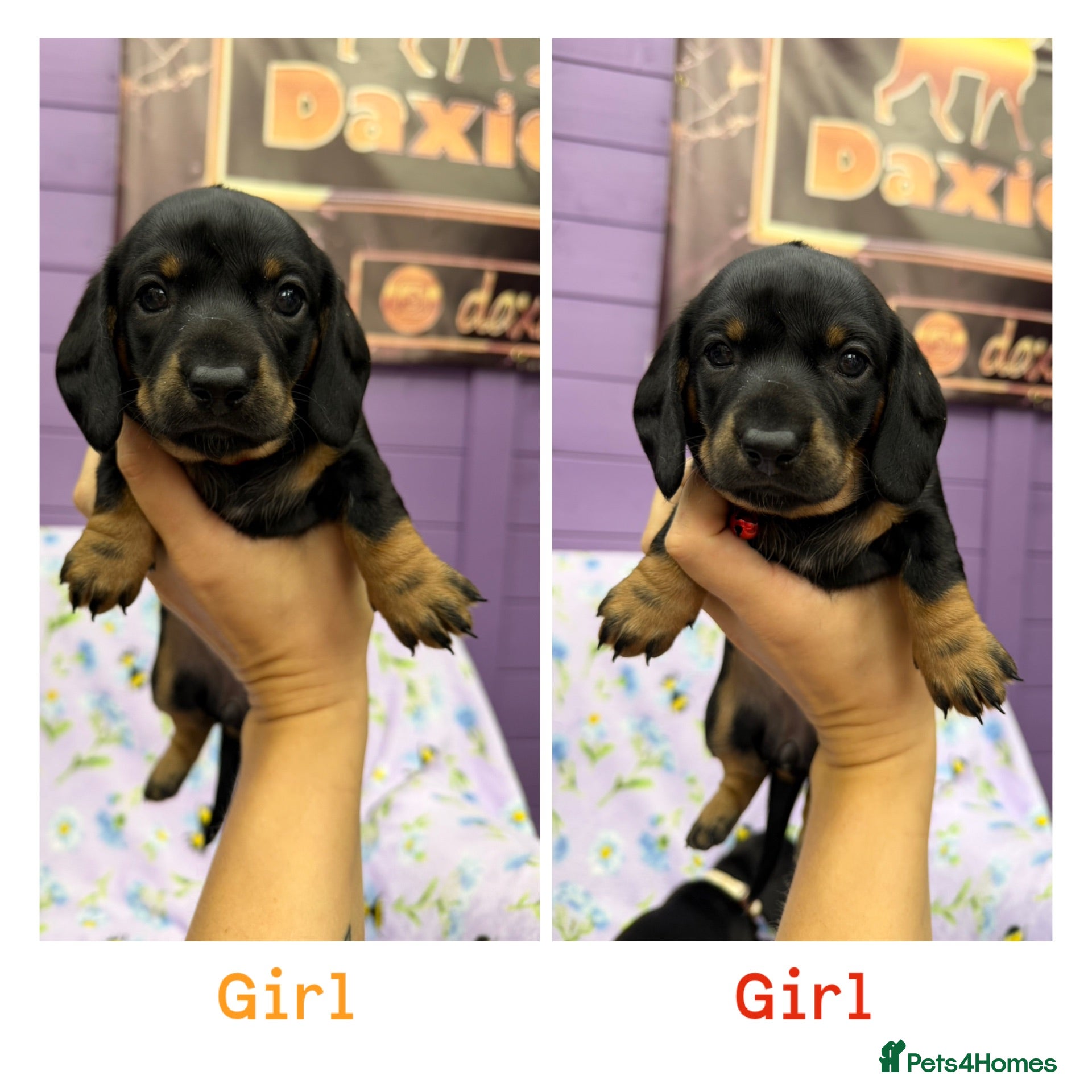 Dachshund dogs 2 adorable standard dachshund girls available  - Advert 1