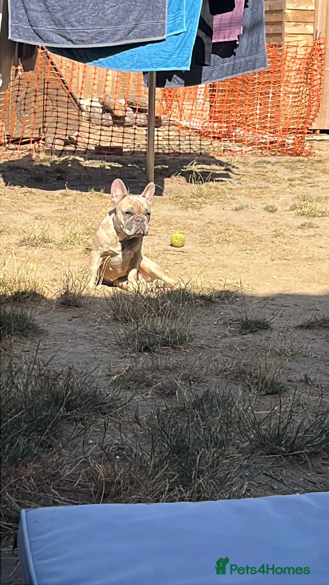 French Bulldog dogs for sale: Female  Merle French bulldog  - Advert 2