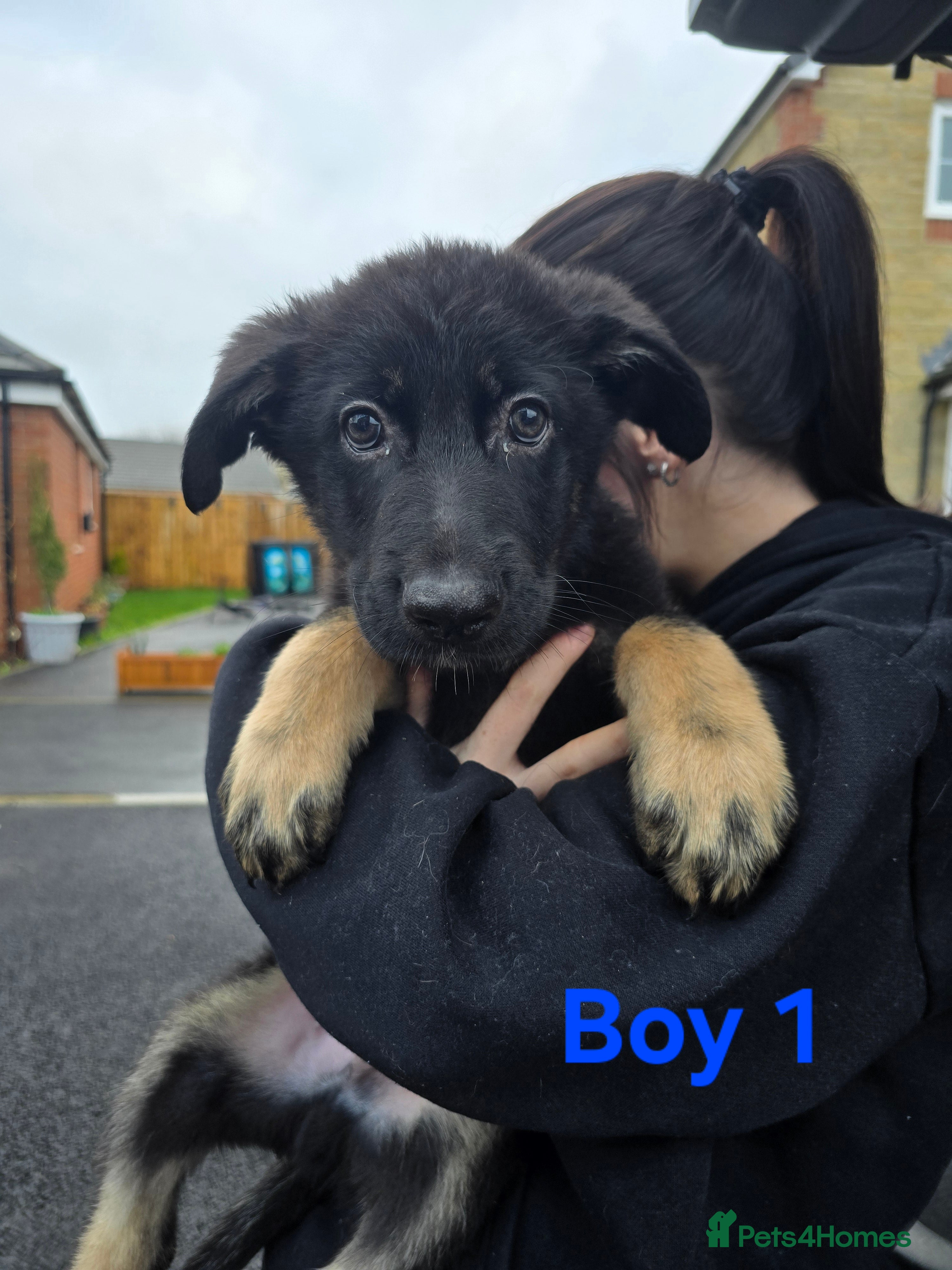 German Shepherd dogs German Shepherd Puppies - Advert 2