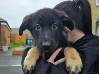 German Shepherd dogs German Shepherd Puppies - Advert 2