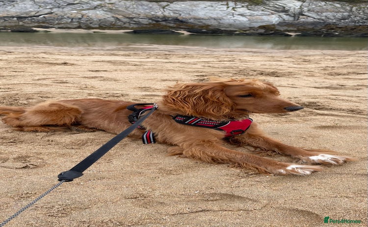Mixed Breed dogs - Advert 1