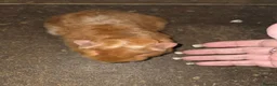 Guinea Pig rodents for sale: Guinea pigs  - Advert 3