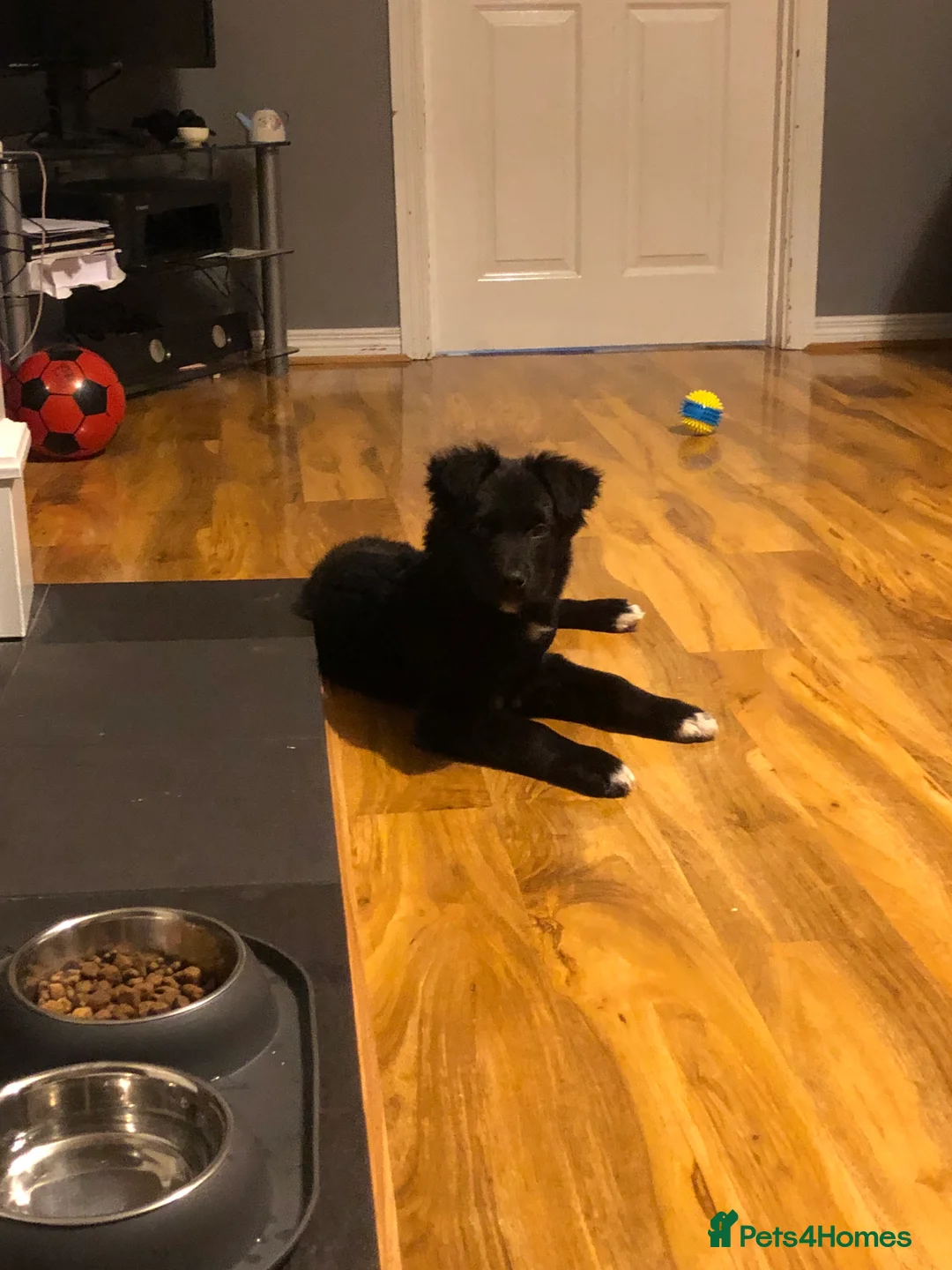 Mixed Breed dogs for sale: Kelpie x Collie in Ballymena - Advert 7