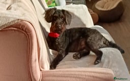 Mixed Breed dogs for sale: Patterdoodle /Patterpoo - Image 2