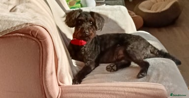Mixed Breed dogs - Advert 11