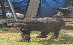 Cockapoo dogs for sale: Male cockapoo *please read ad* - Image 3