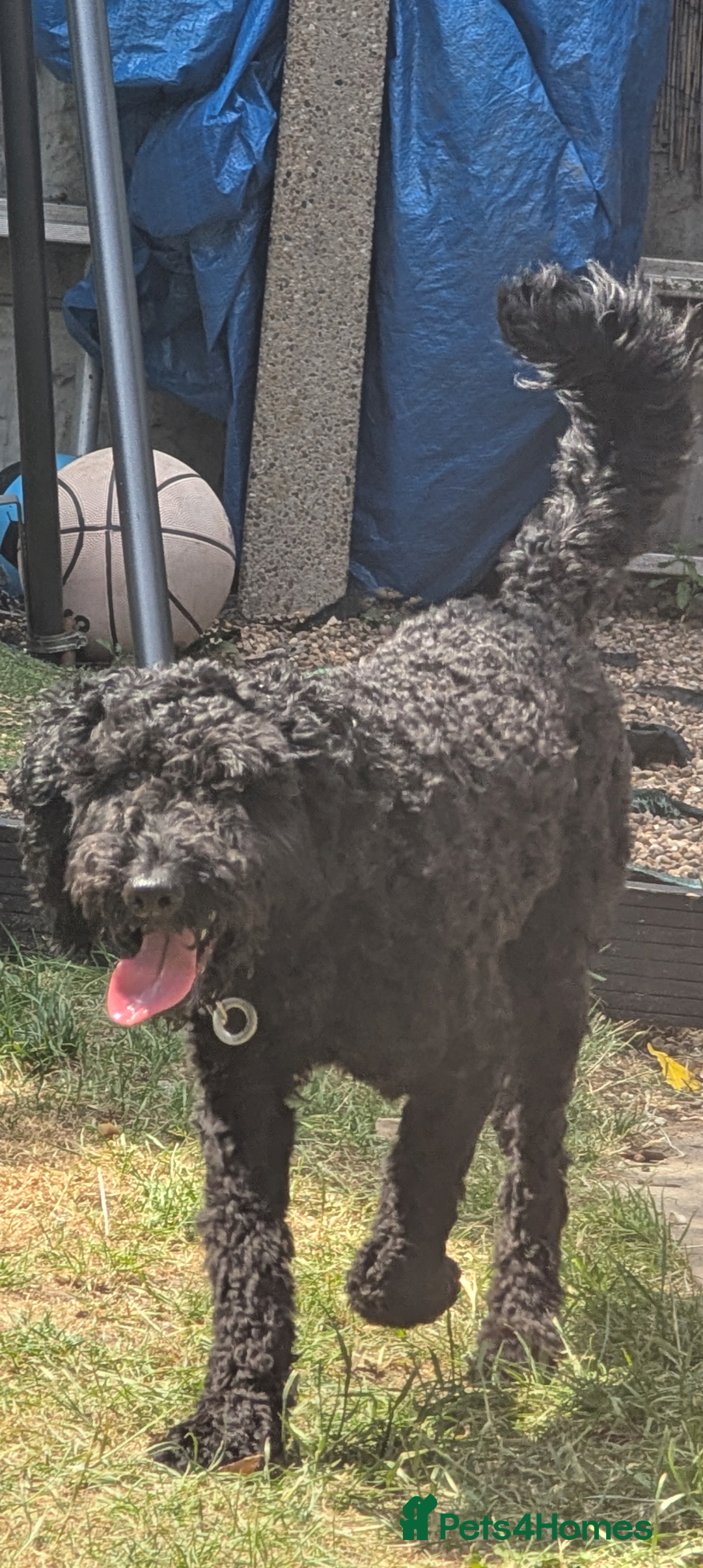 Cockapoo dogs for sale: Male cockapoo *please read ad* - Image 3