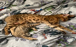 Bengal cats for sale: Half bengal kittens - Image 12