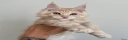 Maine Coon cats for sale: Champion line kittens 🥰 - Advert 27