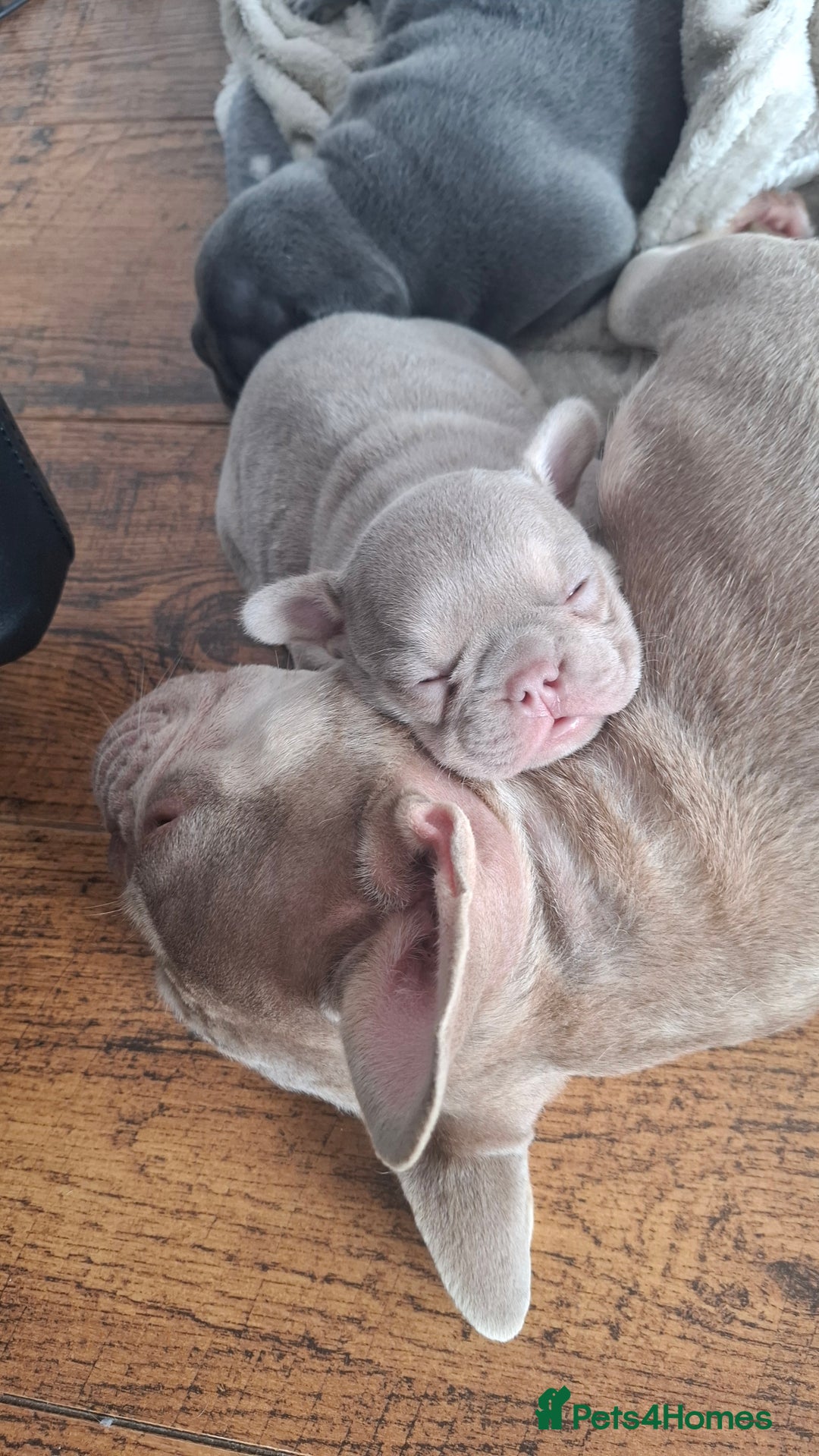 French Bulldog dogs for sale: Frenchbulldog puppies for sale - Image 3