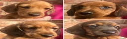Miniature Dachshund dogs for sale: READY NOW 1 Beautiful Longhair/Wirehair Dachshunds - Advert 6