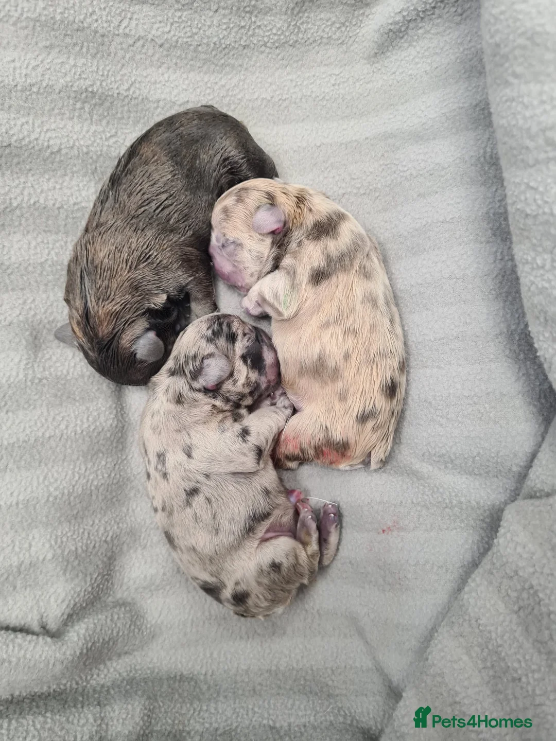 French Bulldog dogs for stud: NEWSHADE ISABELLA FLUFFY STUD - Advert 14