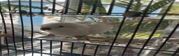 Parrots birds for sale: Cuddley quaker parrot  - Advert 4