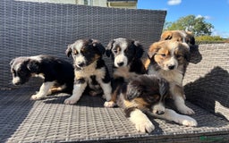 Border Collie dogs for sale: Beautiful Collie Puppies❤️ - Image 6
