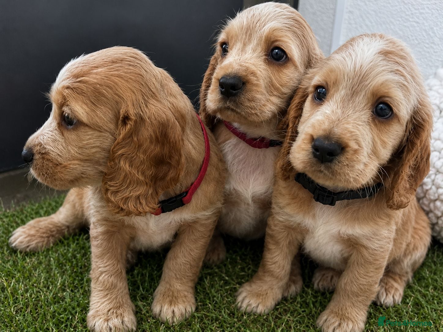 Cocker Spaniel dogs Ready Today! Show Type Cocker Spaniels  - Advert 1