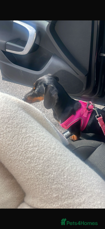 Dachshund dogs - Advert 1