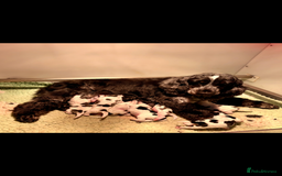 Cocker Spaniel dogs for sale: 🖤🤍 KC REG Show Cocker Spaniel Puppies For Sale - Advert 18