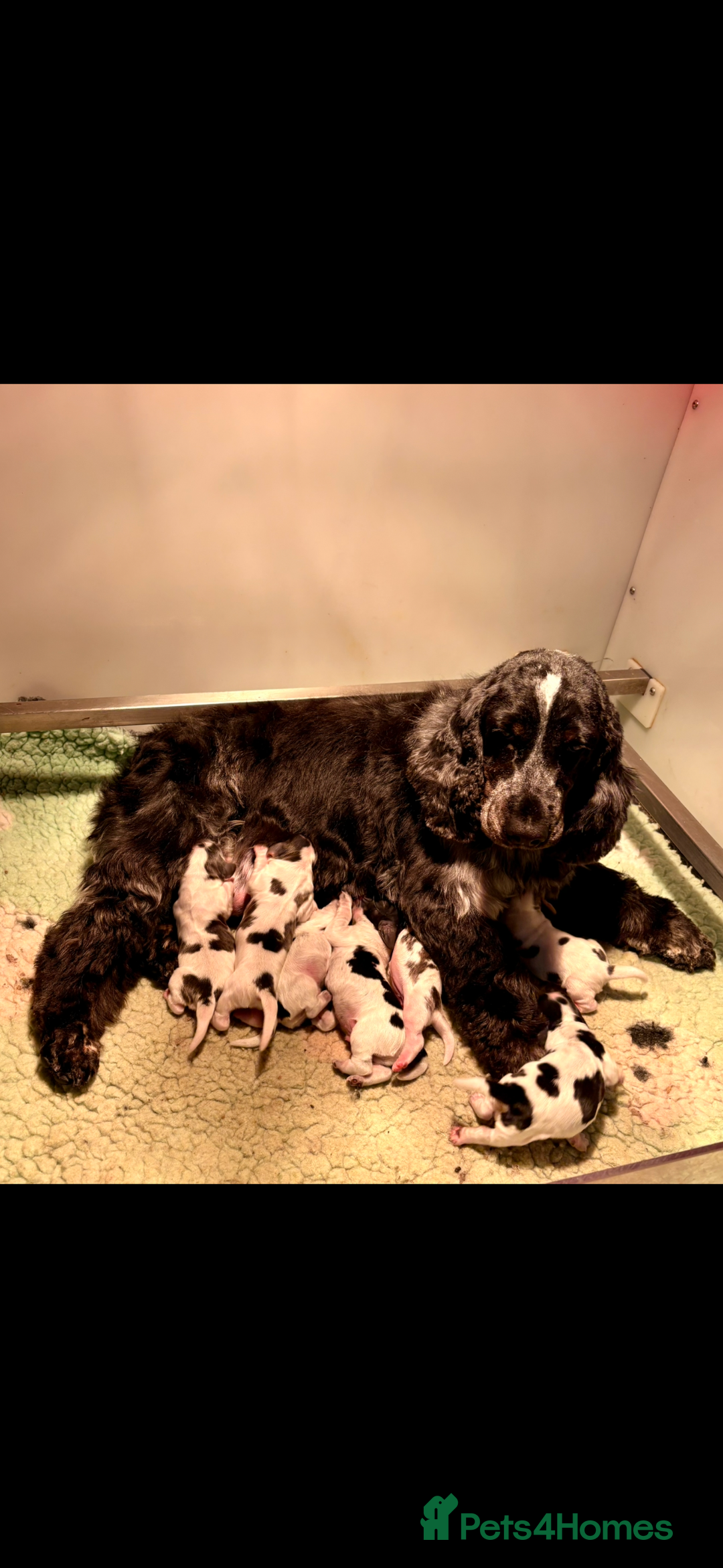 Cocker Spaniel dogs for sale: 🖤🤍 KC REG Show Cocker Spaniel Puppies For Sale - Advert 18