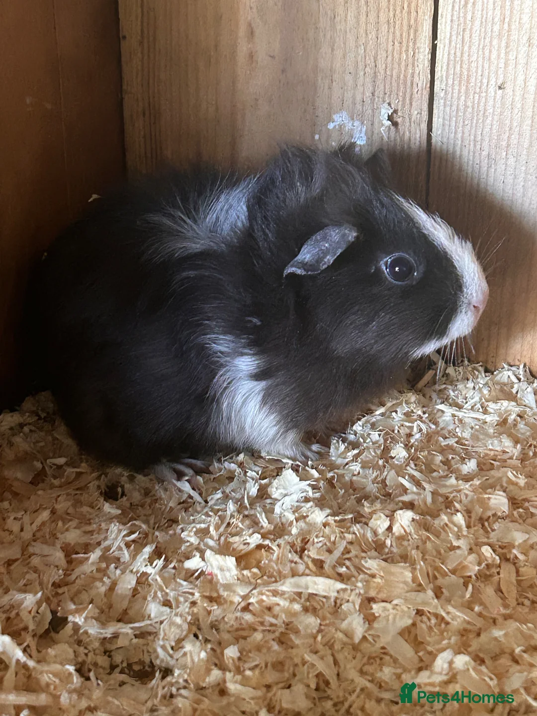 Guinea Pig rodents for sale: Young female guinea pigs - Advert 2