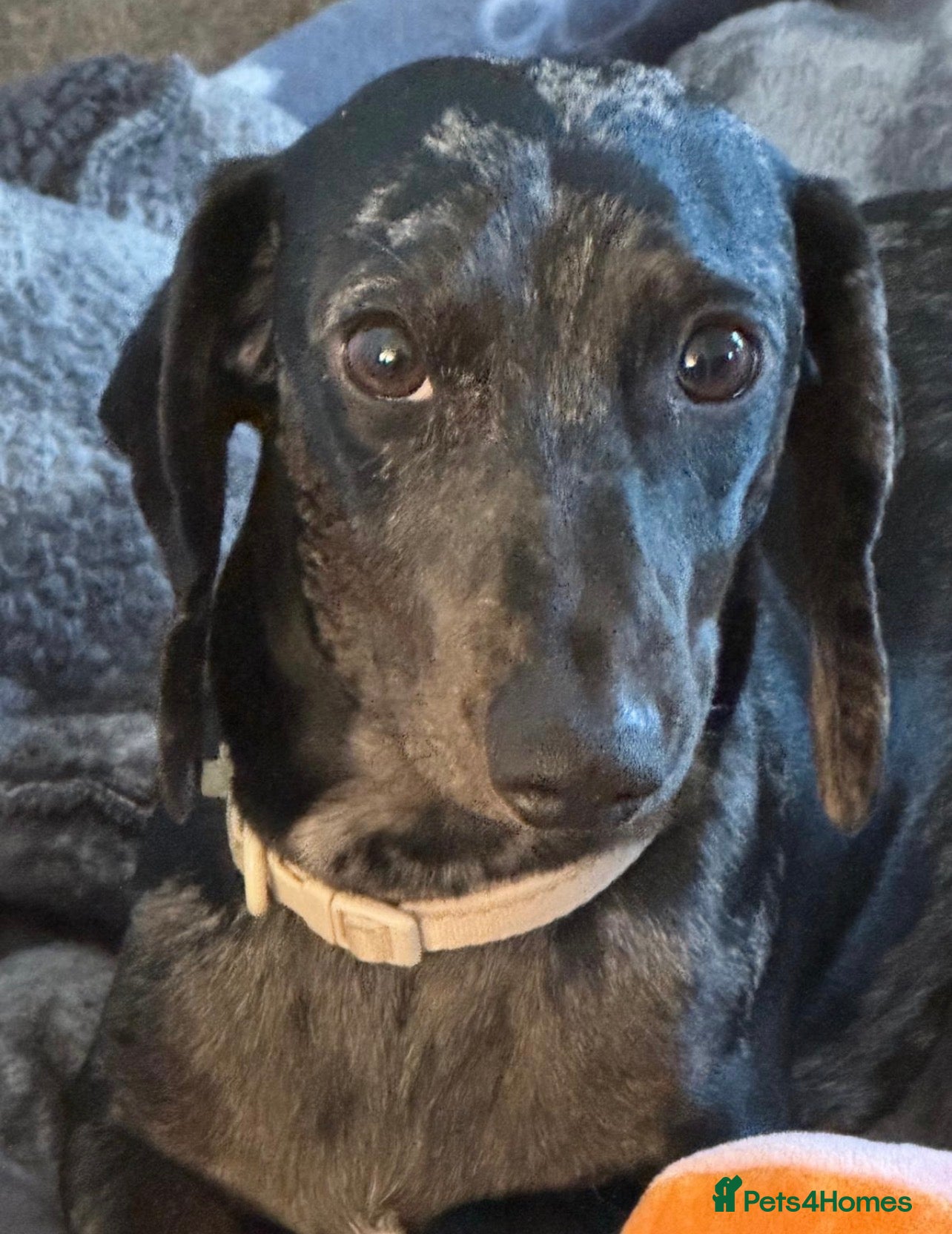 Dachshund dogs Black & silver Dapple - Advert 1