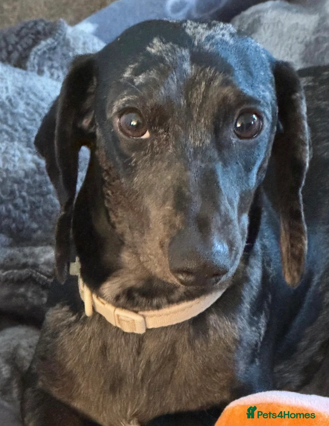 Dachshund dogs for sale: Black & silver Dapple in Hemel Hempstead - Advert 1