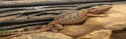 Bearded Dragon reptiles for sale: Beared Dragon  in Exeter - Advert 1