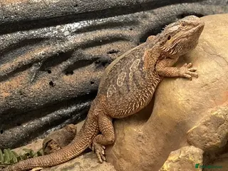 Bearded Dragon reptiles Beared Dragon - Advert 10