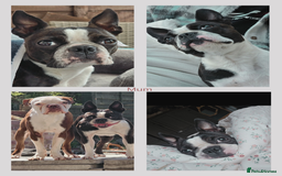 Boston Terrier dogs for sale: 6 Beautiful Boston Terrier Puppies - Image 8