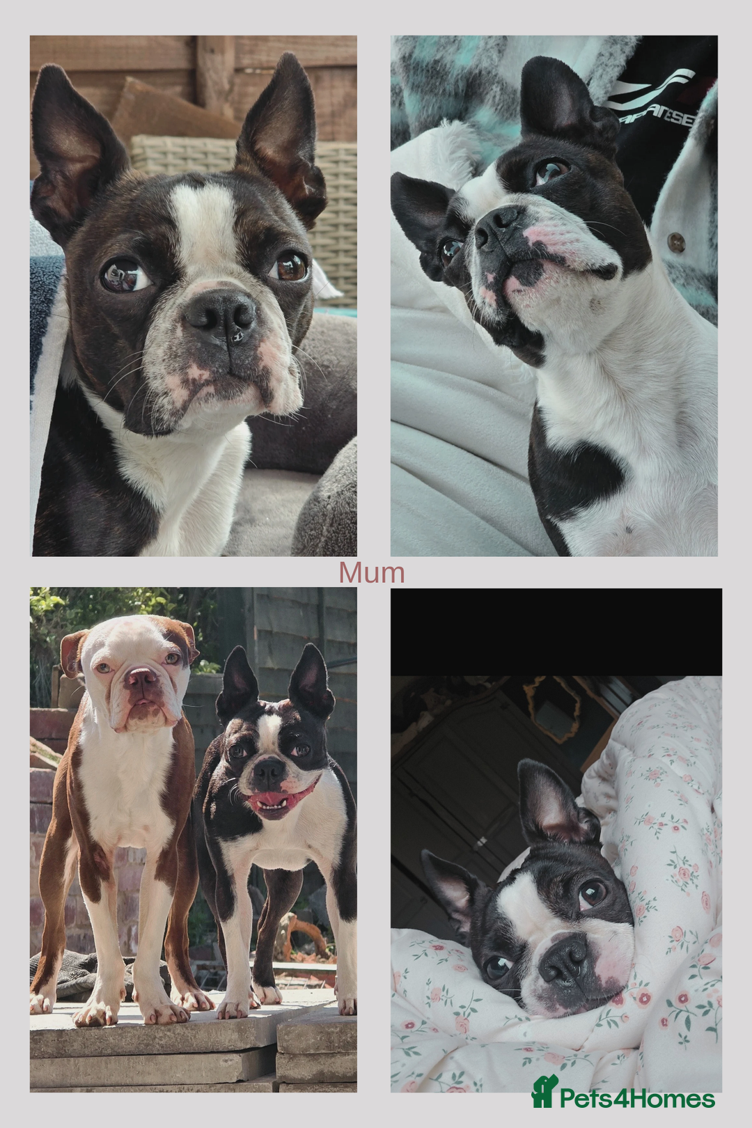 Boston Terrier dogs for sale: 6 Beautiful Boston Terrier Puppies - Image 8