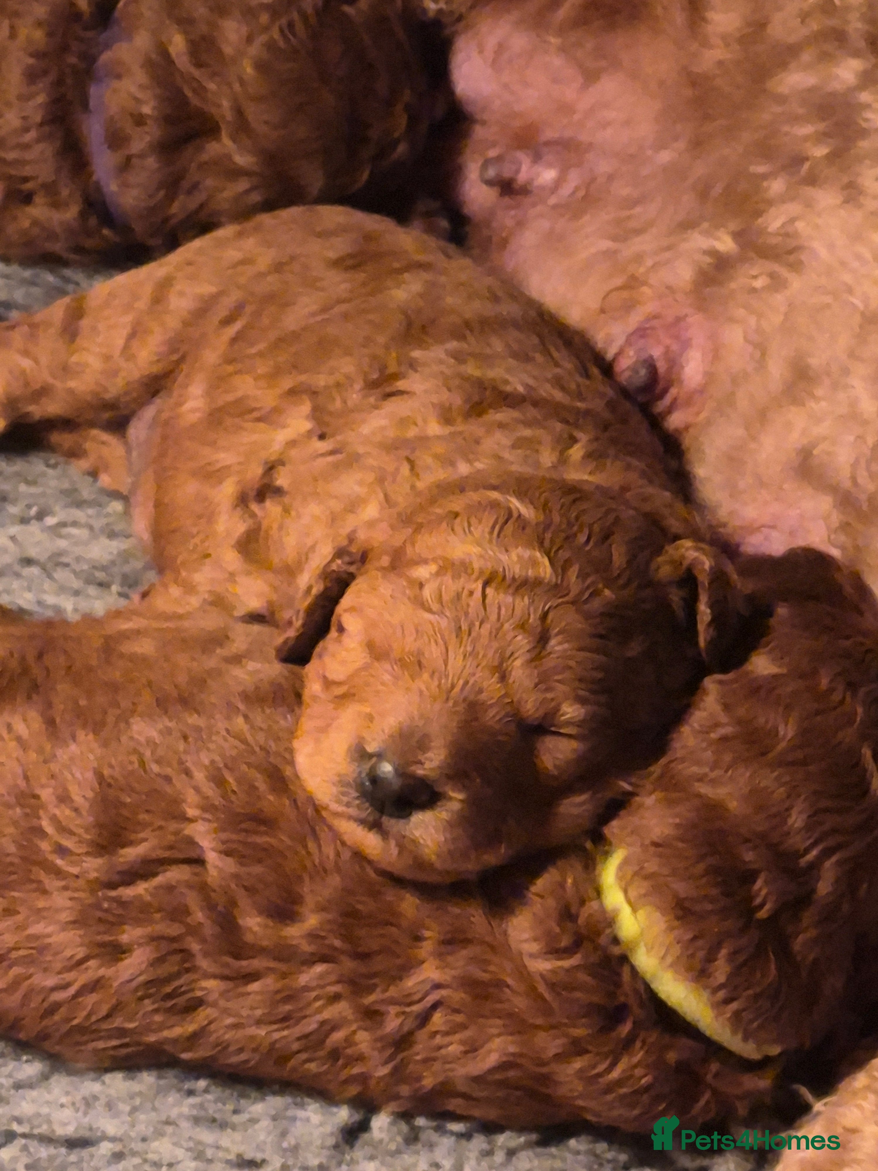 Miniature Poodle dogs GORGEOUS 💕Red Miniature Poodle Puppies  - Advert 2