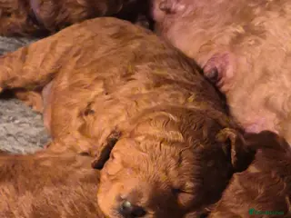 Miniature Poodle dogs GORGEOUS 💕Red Miniature Poodle Puppies - Advert 2