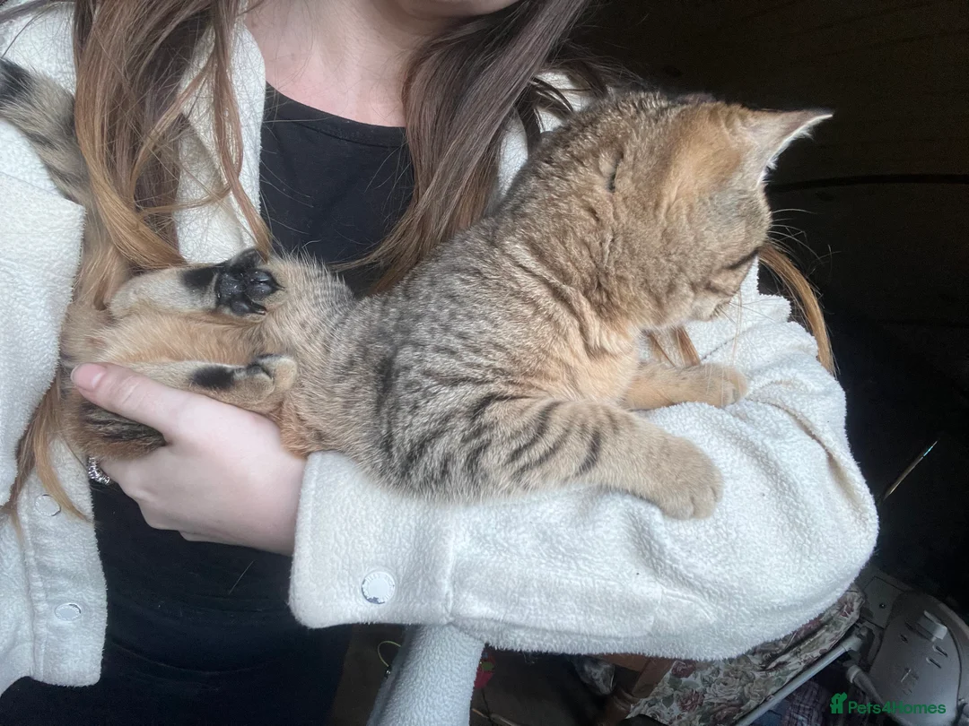 Bengal cats for sale: Bengal kittens  - Advert 12