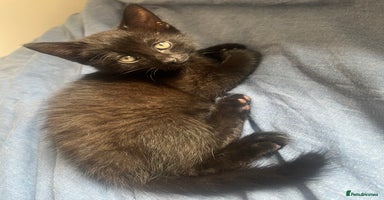 Mixed Breed cats in Waltham Cross - Advert 2
