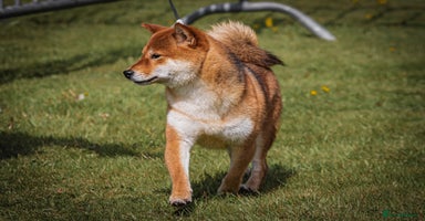 Japanese Shiba Inu dogs - Advert 6