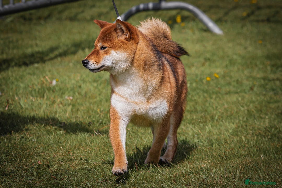 Japanese Shiba Inu dogs for sale: Well bred Japanese shiba inu puppies  - Image 3