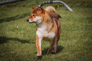 Japanese Shiba Inu dogs - Advert 6