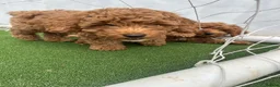 Cockapoo dogs for sale: Adorable F1BB Cockapoos - Advert 17
