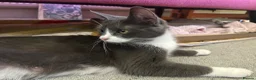 Domestic Shorthair cats for sale: 4 beautiful kittens in Loughborough - Advert 2