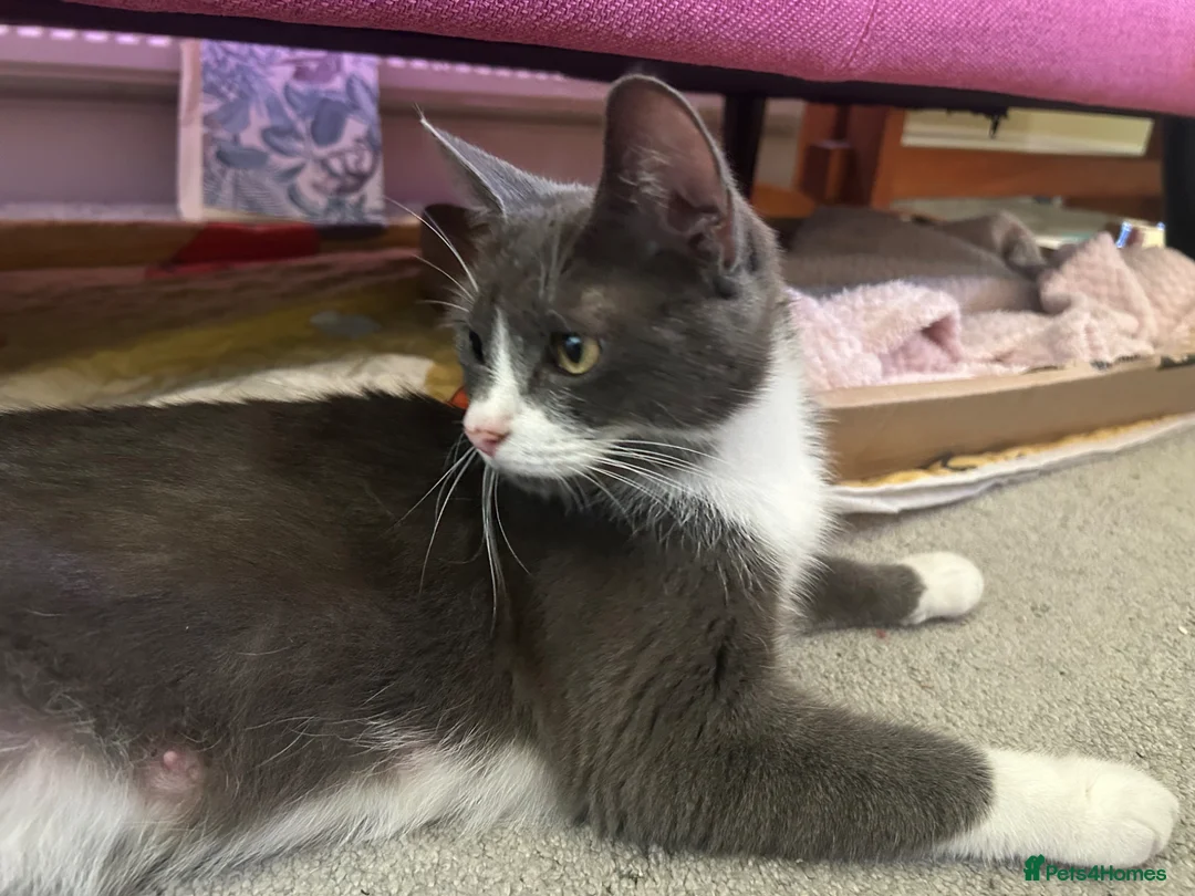 Domestic Shorthair cats for sale: 4 beautiful kittens in Loughborough - Advert 2