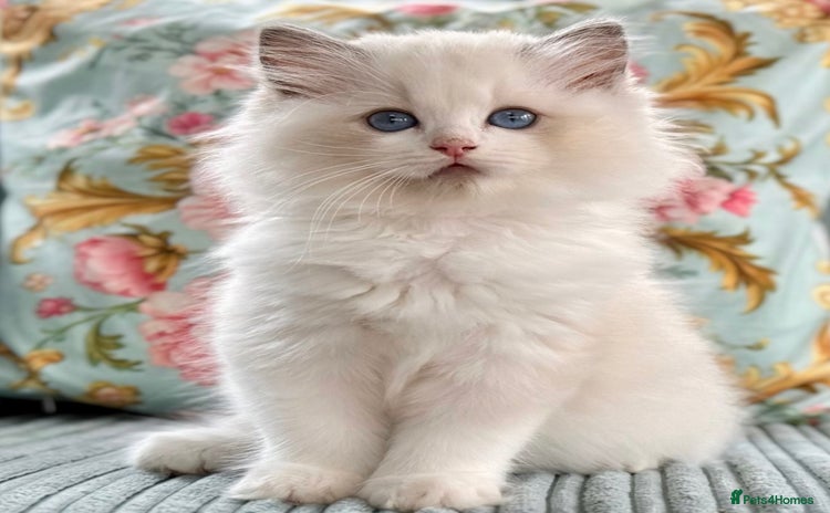 Ragdoll cats - Advert 2