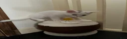 Mixed Breed cats for sale: 4 beautiful kittens 🐾 - Advert 11