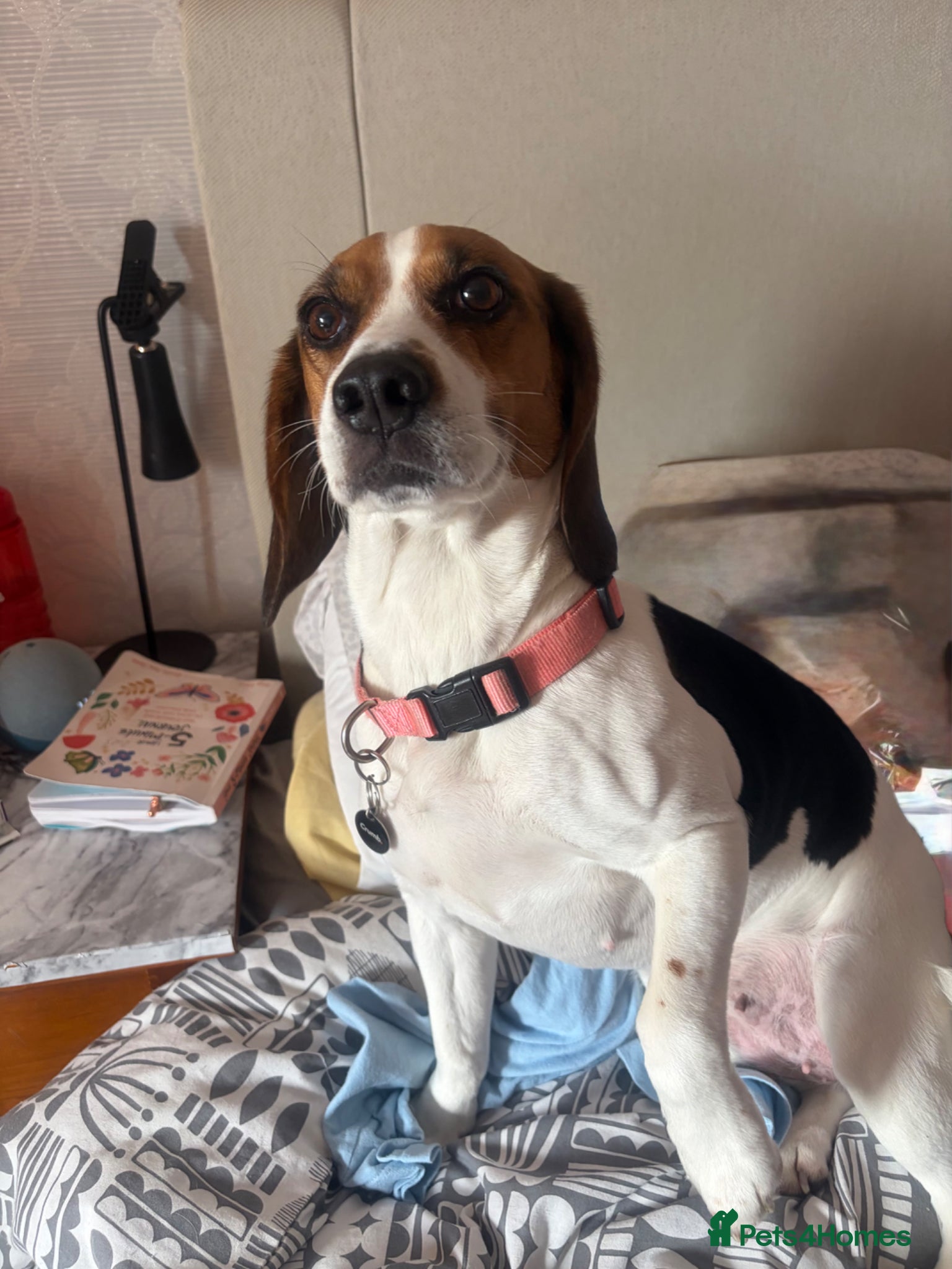Beagle dogs Beagle stud wanted for my female beagle  - Advert 1