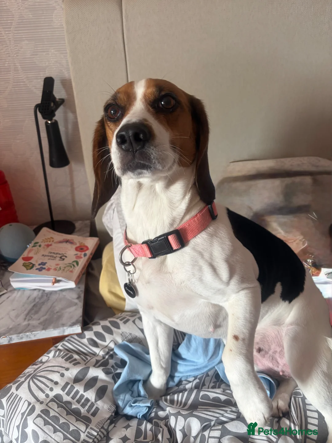 Beagle dogs for stud: Beagle stud wanted for my female beagle  in Stockport - Advert 1