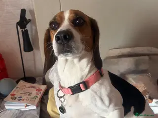 Beagle dogs Beagle stud wanted for my female beagle - Advert 1